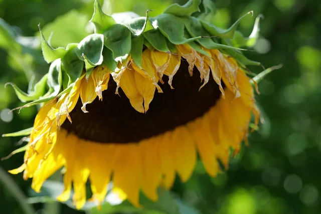 sunflower, beautiful flowers, flower, yellow, nature, botany, summer, garden, detail, sun, flower wallpaper, leaf, still life, flower background, green, wilted, beauty, soft light, seasonal, backlit, simplicity, delicate, variety. Creative fatigue and brand wear-out